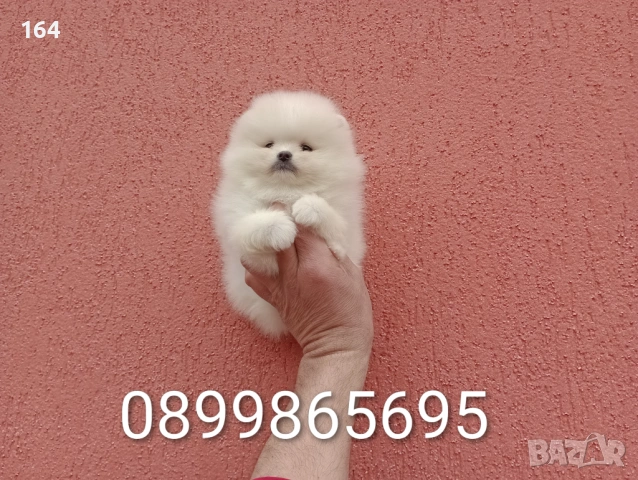 Бели мини Померани. Реални снимки от 13.03.26 г. 
