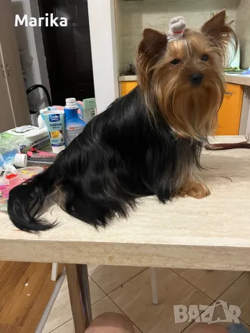 Мини йоркширски териер за разплод, снимка 3 - Йоркширски териер - 49793325