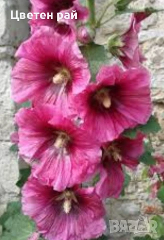 Домашни семена на цветя , снимка 3 - Градински цветя и растения - 51020468