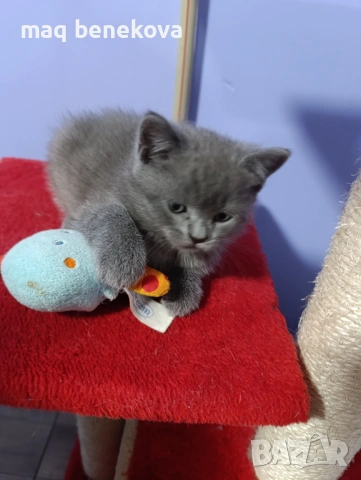 Продавам прекрасно правоухо шотландско момиченце!, снимка 8 - Британска късокосместа - 54075466