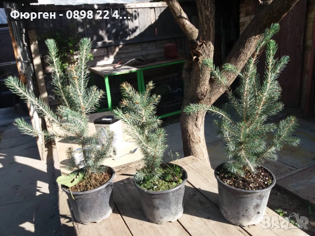 Сребрист смърч (Picea pungens), снимка 4 - Градински цветя и растения - 29531057