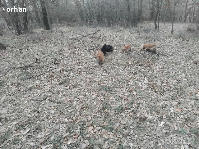 6 бр работещи кучета , снимка 7 - Кокер шпаньол - 53461757