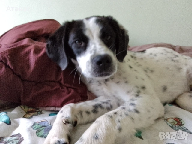 Подарявам кученце, снимка 4 - Други - 54230494