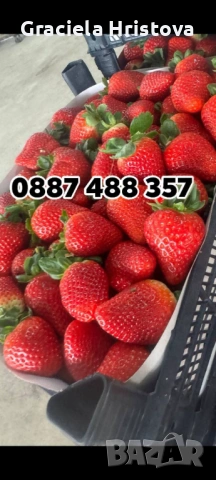 Продавам разсад ягоди , снимка 3 - Сортови семена и луковици - 53858059