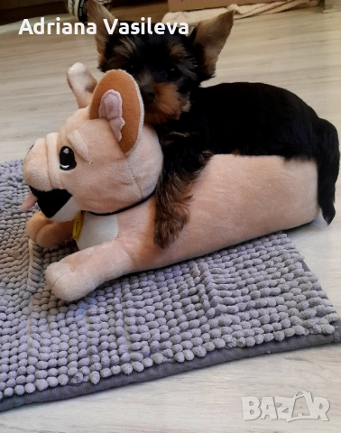 Йоркширски териер , снимка 2 - Йоркширски териер - 52909668