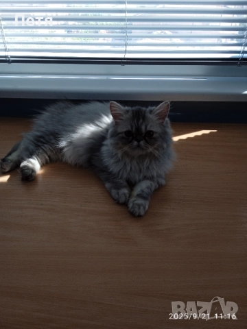 Персийски котенца, снимка 4 - Персийска - 46129032