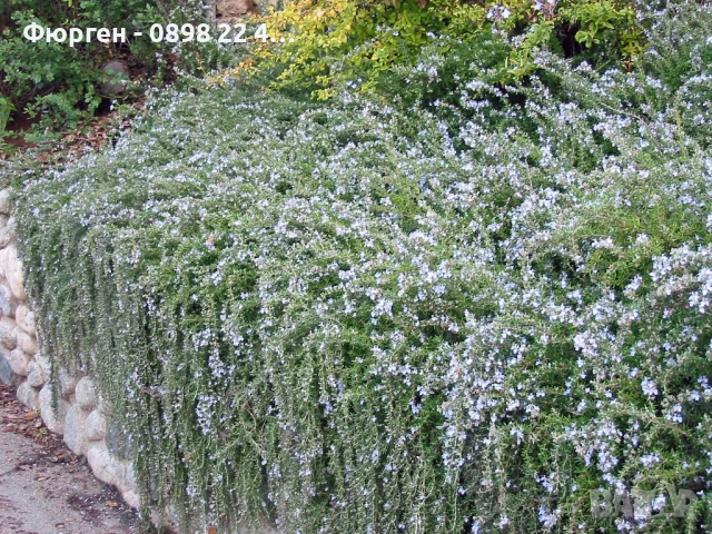 Розмарин Каскаден - Rosmarinus officinalis prostrata, снимка 6 - Разсади - 51360286