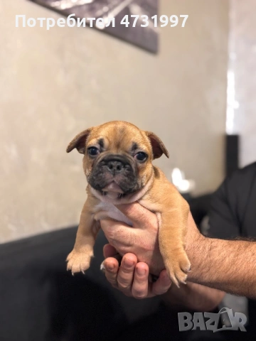 Френски булдочета