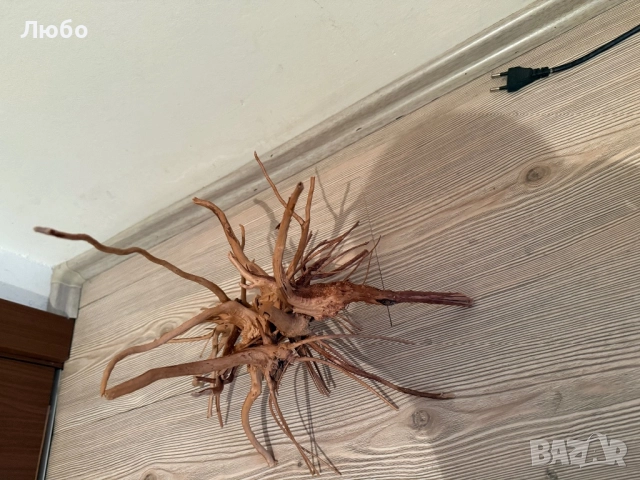 Декорация / корени от азалия, снимка 4 - Декорация за дома - 52583856