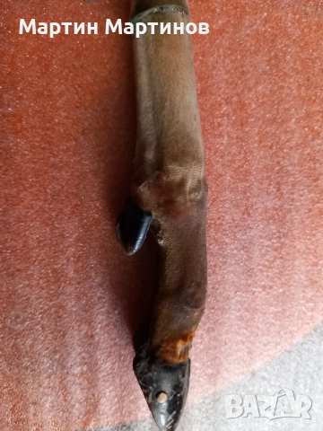 Стар Месингов Нож и Нокторезачка, снимка 3 - Антикварни и старинни предмети - 53616875