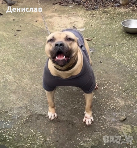 Мъжки питбул за разплод, снимка 12 - Питбул - 49563389