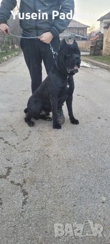 мъжко кане корсо за разплод