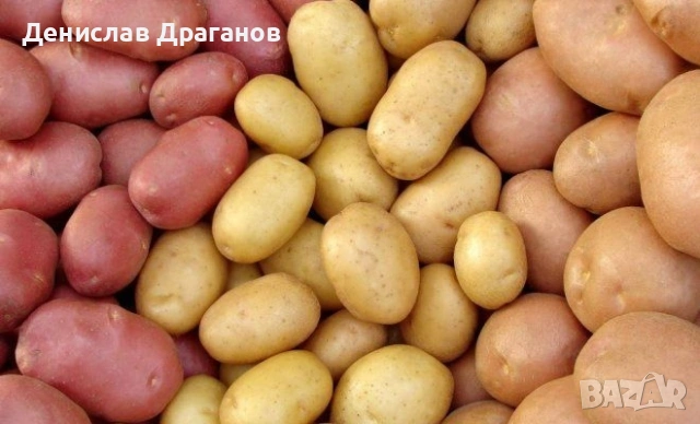 Холандски картофи клас 'А'