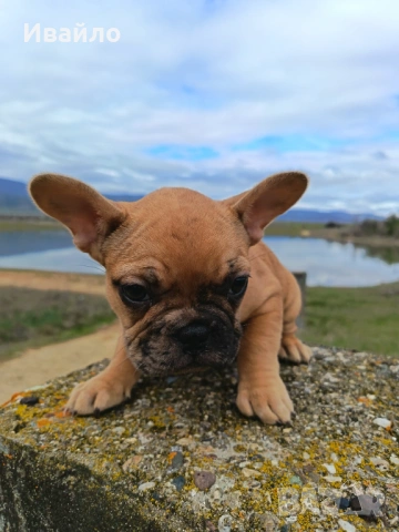 Френски булдог пясъчно мерле
