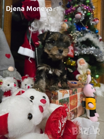  мини йоркширски териер, снимка 3 - Йоркширски териер - 52957300
