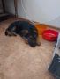 малко куче, Немска овчарка на 2 месеца, Мъжко , снимка 4