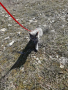 Британска късокосмести котенца, снимка 10
