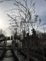 Върба, снимка 2