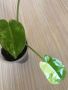 Philodendron Burle Marx Variegata , снимка 1