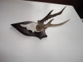 Ловен трофей рог рога 10, снимка 2