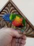 Работещи двойки папагали многоцветно лори., снимка 6