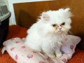 Продавам персийски котенца , снимка 8