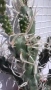 Продавам кактус , снимка 11