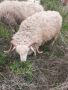 Провават се Овце, Кочове и  Чепишки  за Курбан Байрам, снимка 7