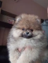 продавам померан , снимка 4