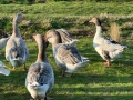 Лебедови гъски патици, снимка 4
