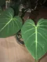 Philodendron Gloriosum , снимка 4