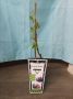 Смокиня, снимка 1 - Стайни растения - 45299248
