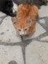 ПОДАРЯВАМ КОТЕНЦА, снимка 1