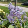 Калифорнийски люляк Хенри Дефозе,  Ceanothus 'Henry Defosee', снимка 5