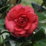 Camellia japonica 'Lady Campbell', снимка 1 - Градински цветя и растения - 45439710