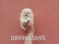 Бели мини Померани. Реални снимки от 13.03.26 г. , снимка 1