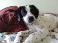 Подарявам кученце, снимка 4