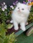 Бели персийски котенца , снимка 10
