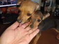 Мъжки мини пинчер, снимка 9