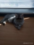 Персийски котенца, снимка 4