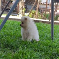 Продават се малки кученца порода Мини Шпиц, снимка 10 - Други - 46041633