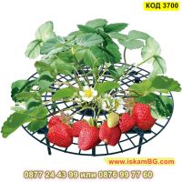 Иновативна стойка за ягоди против вредители и гниене - КОД 3700, снимка 8 - Други - 45098399