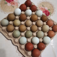 Продавам яйца от великденски носачки-новото поколение, снимка 1 - Кокошки и пуйки - 45061583