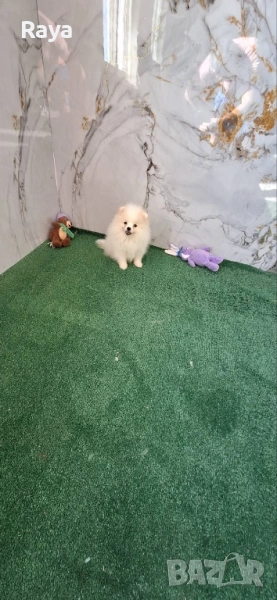 Померани със и без родословие, снимка 1