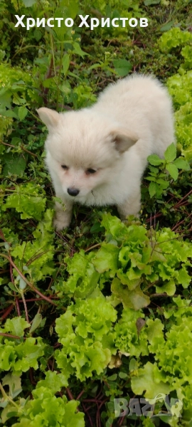 Померан , снимка 1