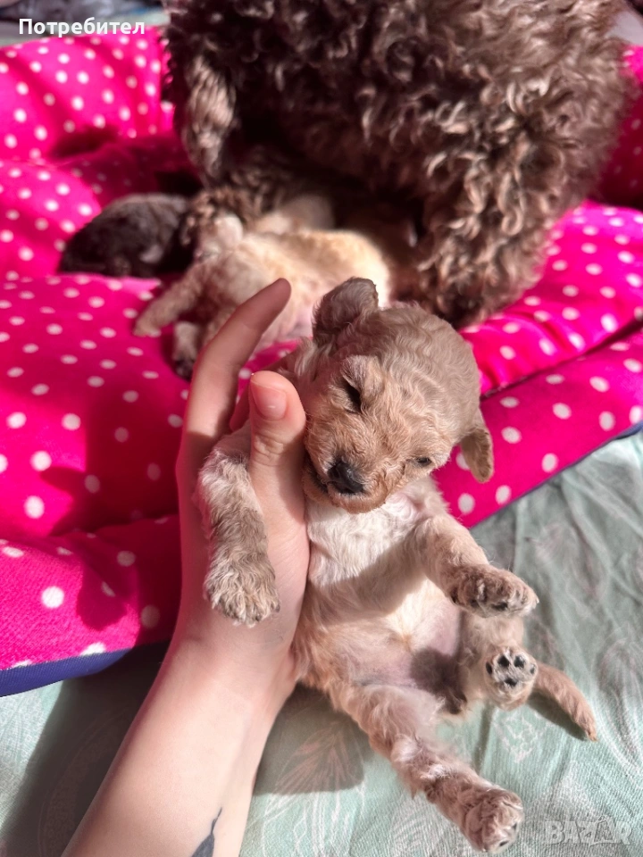 Той пуделчета, снимка 1