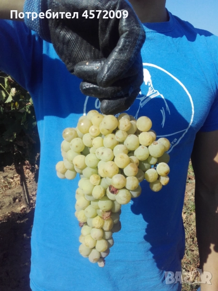 Качествено грозде Тамянка, Мускат и сандански мискет от Пазарджик, снимка 1