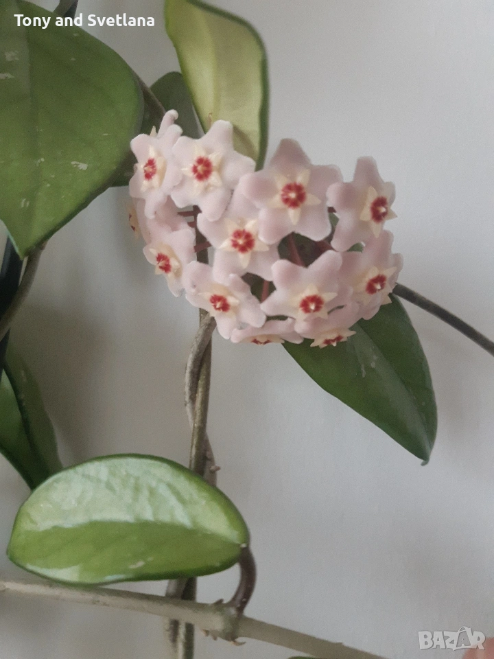 стайни цветя- комплект Хоя + Хлорофитум + Сансевиера + Алое , снимка 1