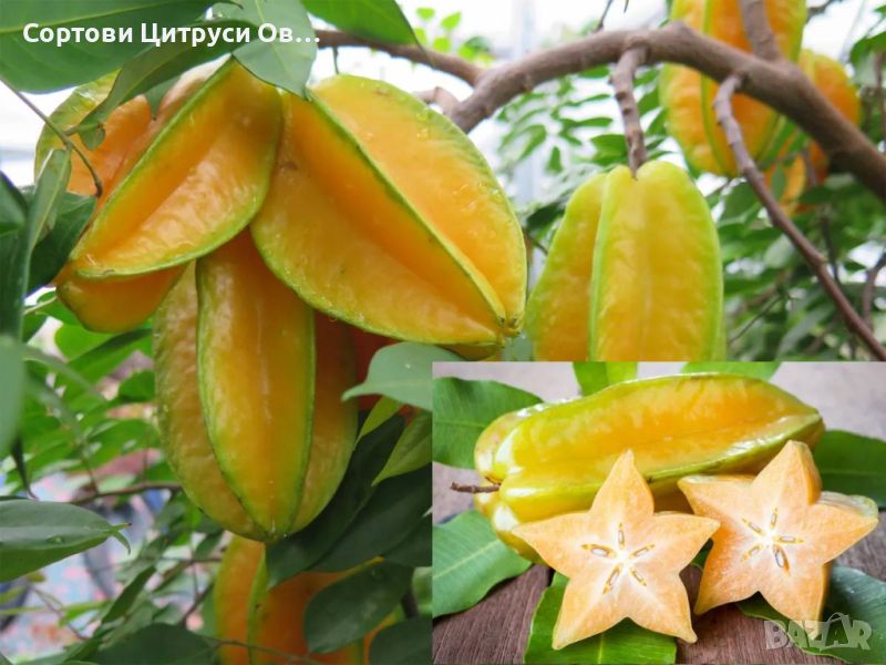 Карамбола Звезден Плод -Averrhoa carambola, снимка 1