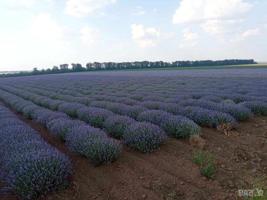 Лавандулово масло, снимка 1